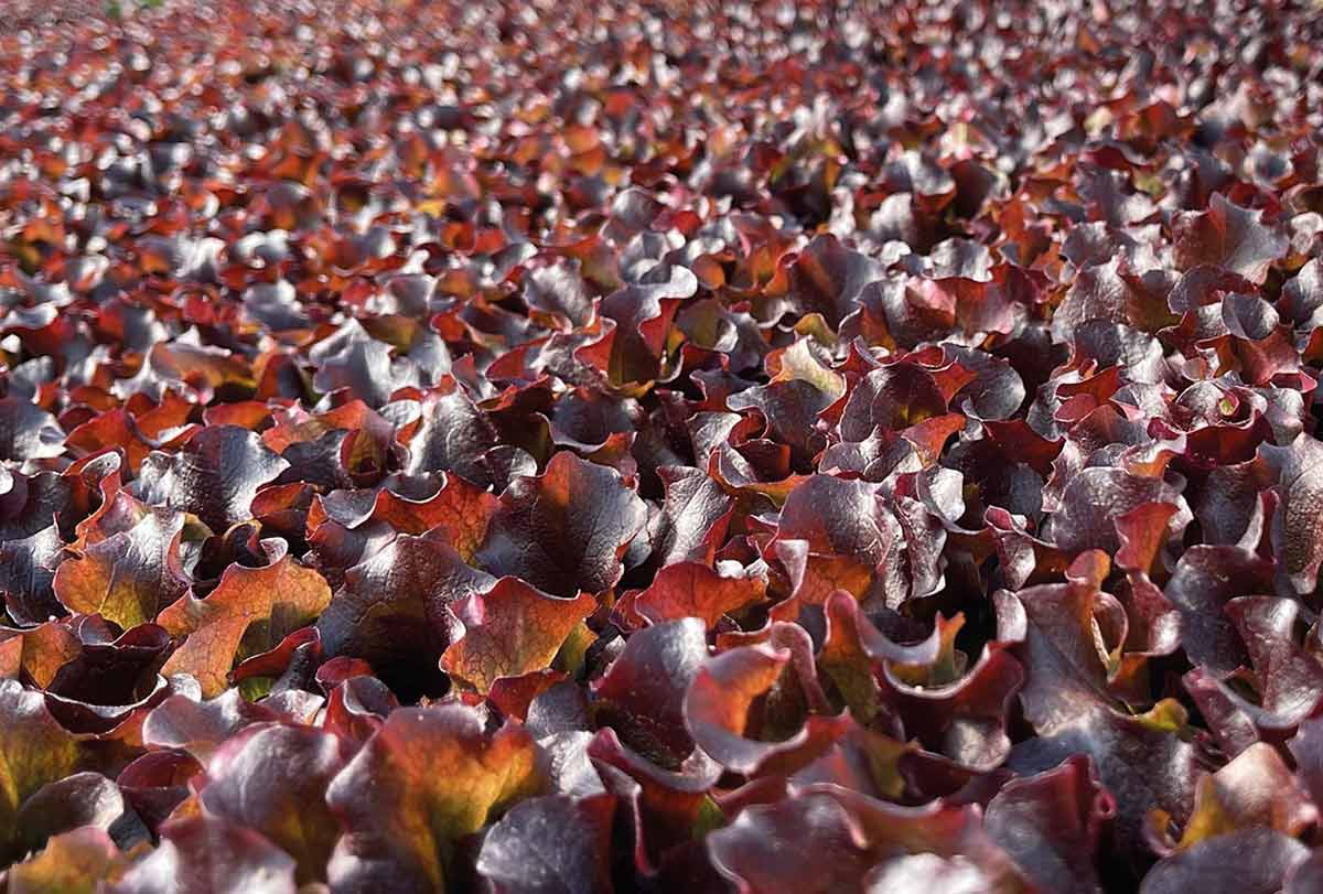 La lattuga rossa Coralia